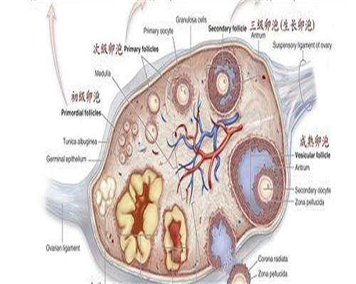 二胎生育指南：准生证办理流程及必备材料
