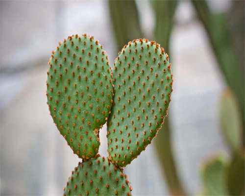 高龄生二胎的经验分享：泰国试管婴儿助力二胎梦想