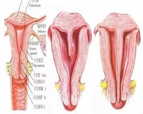广西地区权威辅助生殖机构指南:供卵与助孕信息